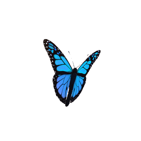 blue_butterfly-min