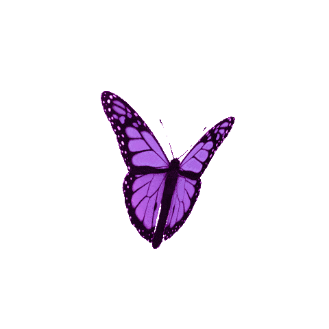 megenta_butterfly-min